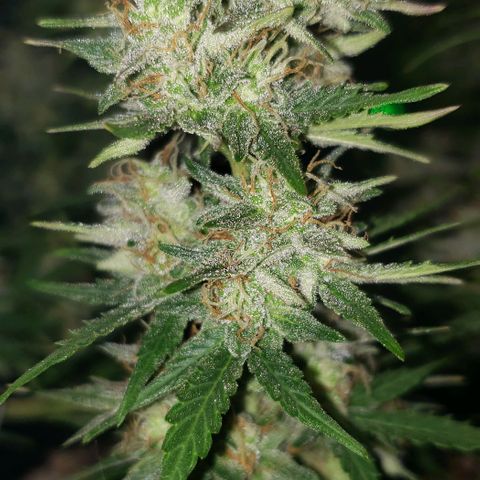 Marianne growlog timeline photo