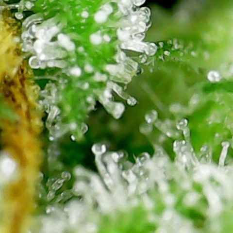 Marianne growlog timeline photo