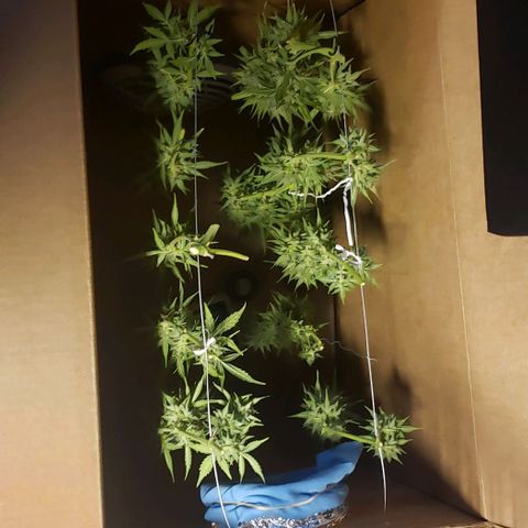 Marianne growlog timeline photo