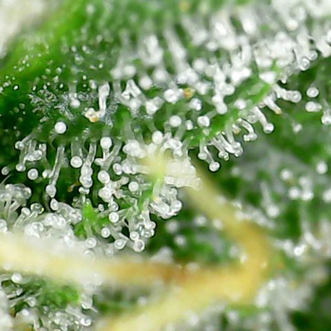 Marianne growlog timeline photo