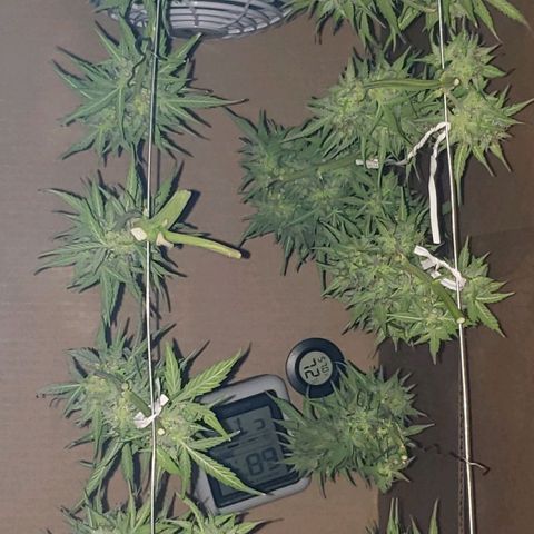 Marianne growlog timeline photo