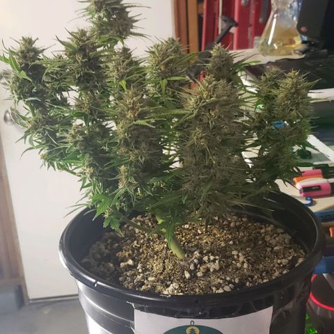 Marianne growlog timeline photo