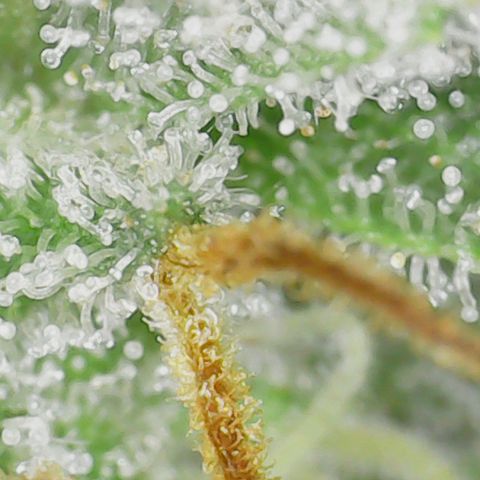 Marianne growlog timeline photo