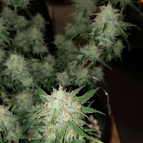 Kamala (election day edition) growlog timeline photo