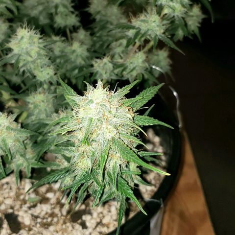 Kamala (election day edition) growlog timeline photo