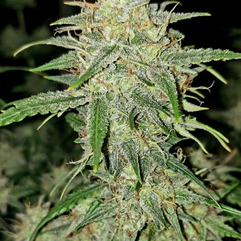Kamala (election day edition) growlog timeline photo