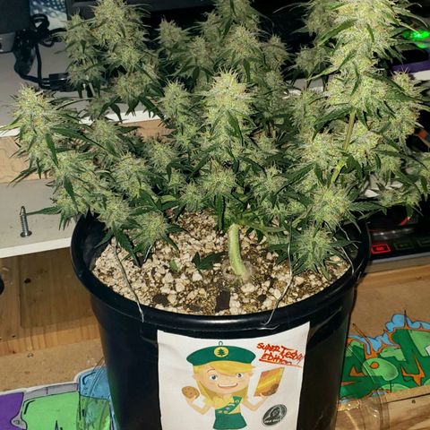 Kamala (election day edition) growlog timeline photo