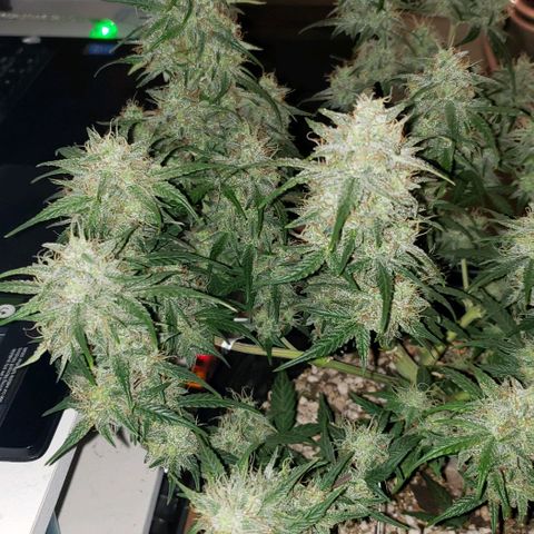 Kamala (election day edition) growlog timeline photo