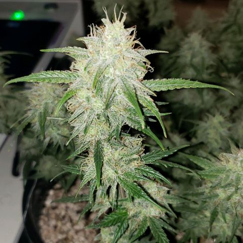 Kamala (election day edition) growlog timeline photo