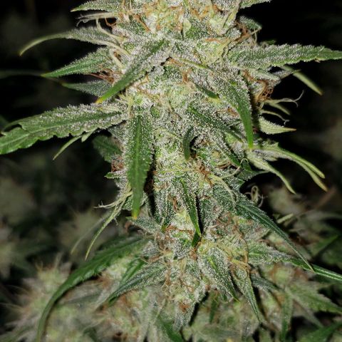 Kamala (election day edition) growlog timeline photo