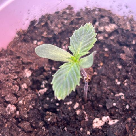 Permanent marker #1.5 growlog photo: Day 2 in bag grew alot over night 