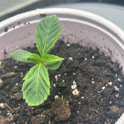 Permanent marker #1.5 growlog timeline photo