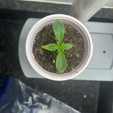 Permanent marker #1.5 growlog timeline photo