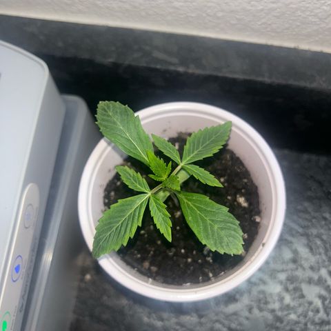 Permanent marker #1.5 growlog timeline photo