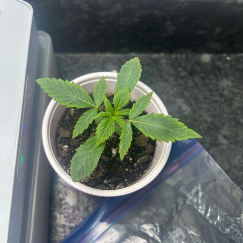 Permanent marker #1.5 growlog timeline photo