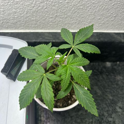 Permanent marker #1.5 growlog timeline photo