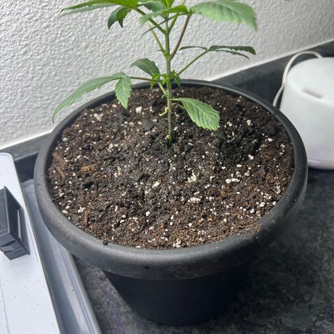 Permanent marker #1.5 growlog photo: Transplant 
