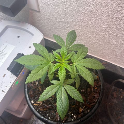 Permanent marker #1.5 growlog photo: Bounced back from transplant 