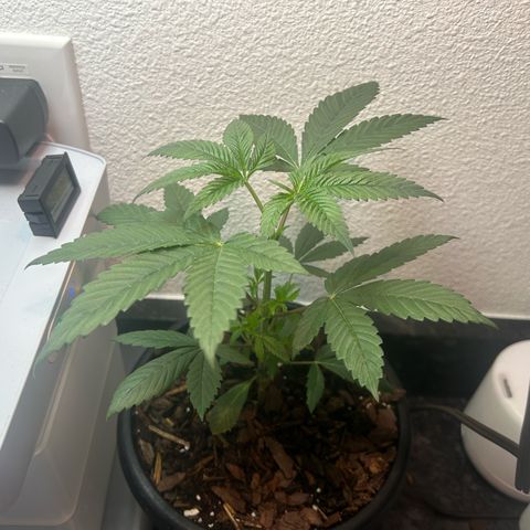 Permanent marker #1.5 growlog timeline photo