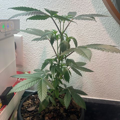 Permanent marker #1.5 growlog timeline photo