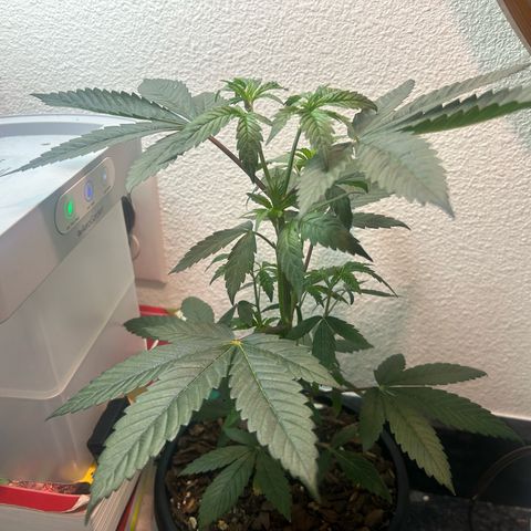 Permanent marker #1.5 growlog timeline photo