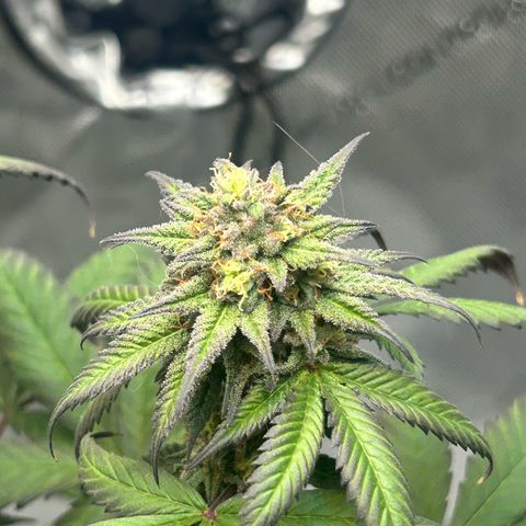 Permanent marker #1.5 growlog timeline photo