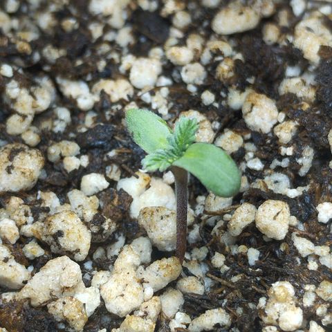 Skunk da matinha ♀️ growlog timeline photo