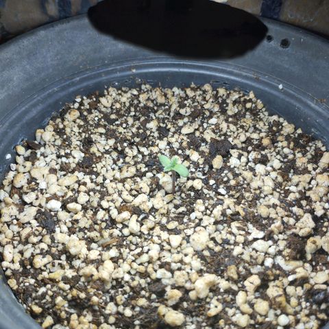 Skunk da matinha ♀️ growlog timeline photo