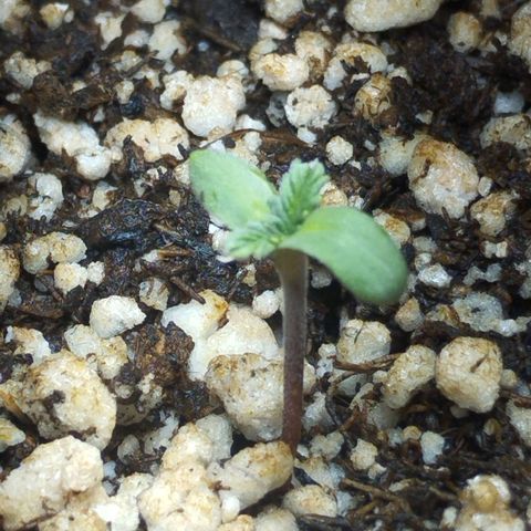 Skunk da matinha ♀️ growlog timeline photo
