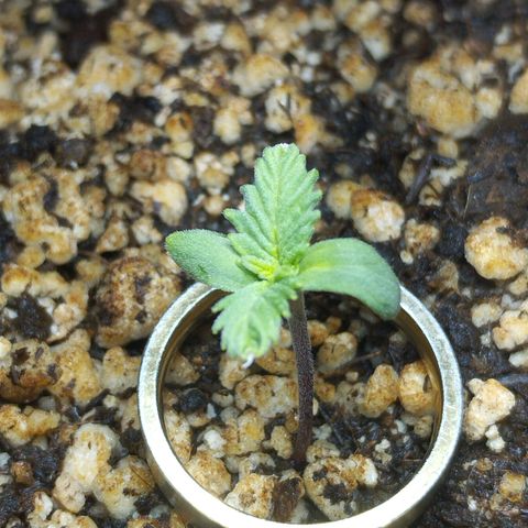 Skunk da matinha ♀️ growlog timeline photo