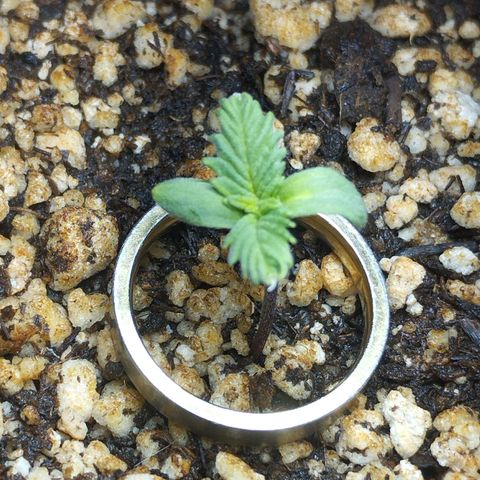 Skunk da matinha ♀️ growlog timeline photo