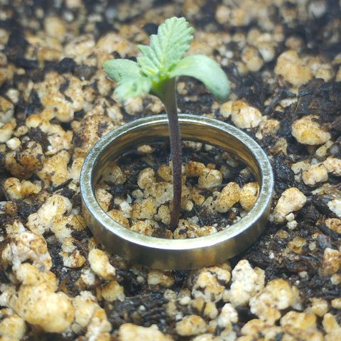 Skunk da matinha ♀️ growlog timeline photo