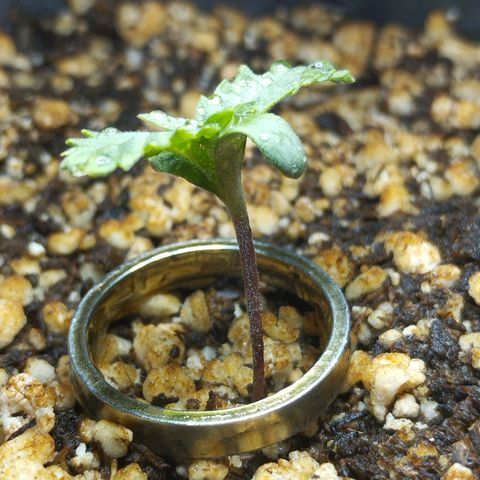 Skunk da matinha ♀️ growlog timeline photo