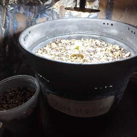Skunk da matinha ♀️ growlog timeline photo