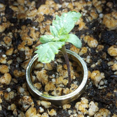 Skunk da matinha ♀️ growlog timeline photo