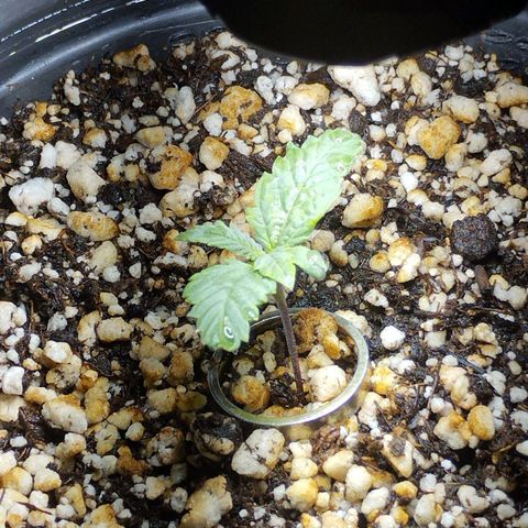 Skunk da matinha ♀️ growlog timeline photo
