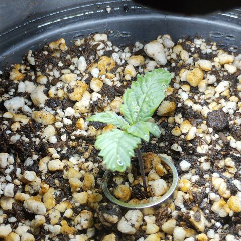 Skunk da matinha ♀️ growlog timeline photo