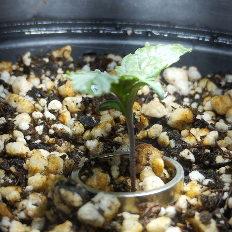 Skunk da matinha ♀️ growlog timeline photo