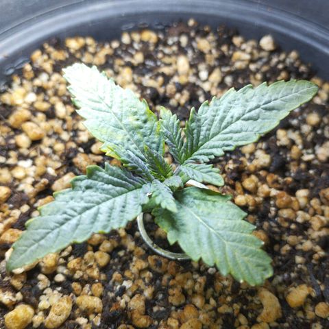 Skunk da matinha ♀️ growlog timeline photo