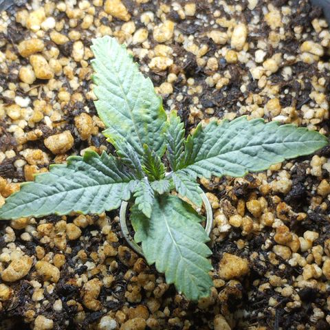 Skunk da matinha ♀️ growlog timeline photo