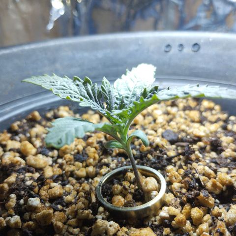 Skunk da matinha ♀️ growlog timeline photo