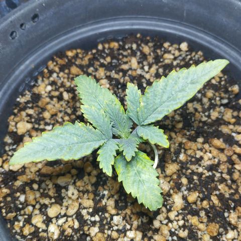 Skunk da matinha ♀️ growlog timeline photo