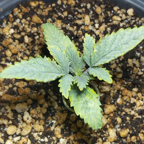 Skunk da matinha ♀️ growlog timeline photo