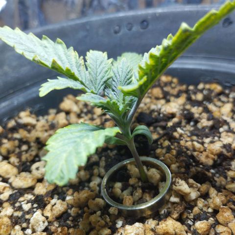 Skunk da matinha ♀️ growlog timeline photo