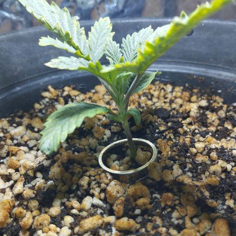 Skunk da matinha ♀️ growlog timeline photo