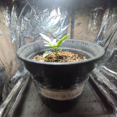 Skunk da matinha ♀️ growlog timeline photo