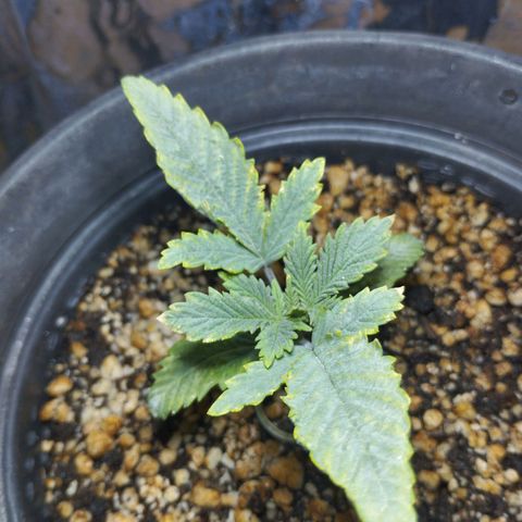 Skunk da matinha ♀️ growlog timeline photo