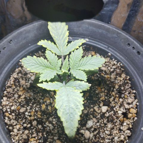 Skunk da matinha ♀️ growlog timeline photo