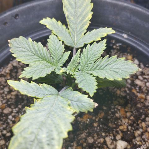 Skunk da matinha ♀️ growlog timeline photo