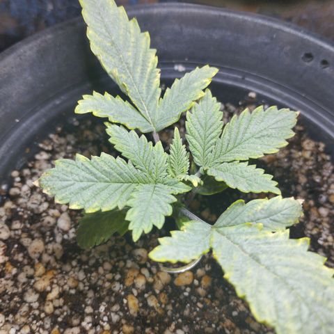 Skunk da matinha ♀️ growlog timeline photo